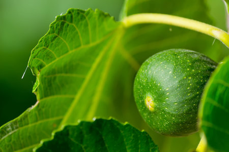 detail of a fig on the branchの写真素材