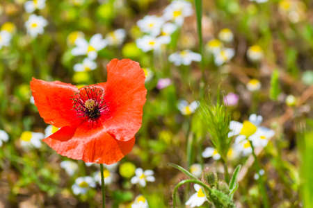 poppy in a daisy fieldの写真素材