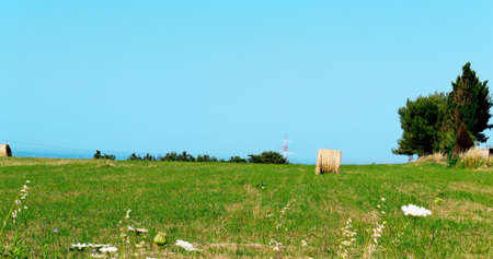 detail of a Sardinia meadow in the springtime
