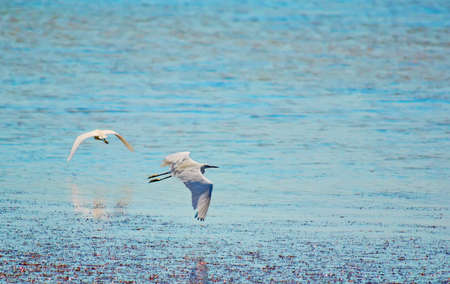 two egrets flying away over a pondの写真素材