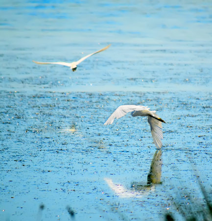 two egrets flying away over a pond