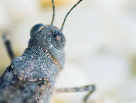 macro view of  a grey grasshopper eyesの写真素材