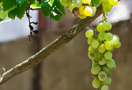 cluster of green grapes on the branch