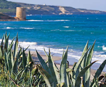 tower of Abbacurrente, Sardinia with agaves on the foregroundの写真素材