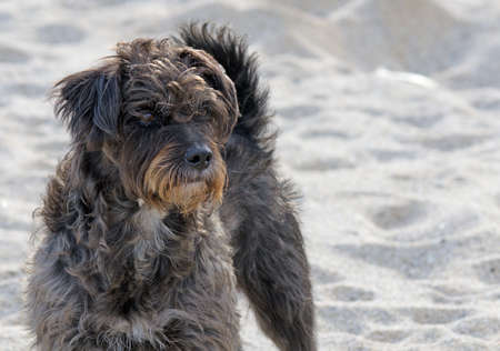 fuzzy dog at the beachの写真素材