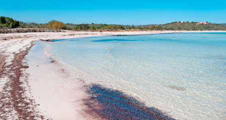 brandinchi cove with seaweed in the foreshoreの写真素材