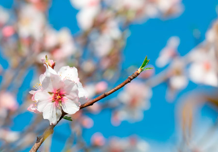 almond flower on the branch