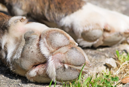closeup of a dog paw
