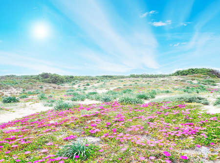 Hottentots Fig flowers on a dune sand in Sardiniaの写真素材