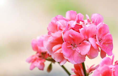 pink geranium on a sunny dayの写真素材