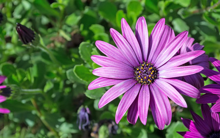 purple daisy on a green field