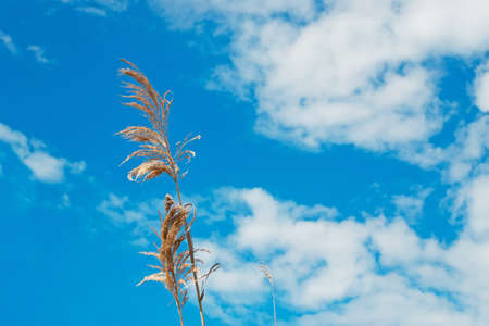reeds under a cloudy skyの写真素材