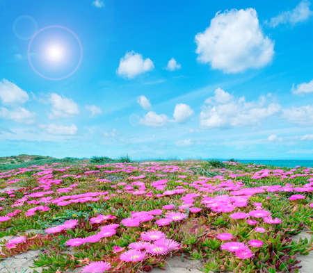 Hottentots Fig flowers on a dune sand in Sardiniaの写真素材