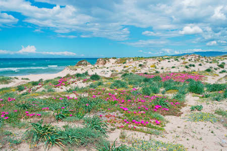 Hottentots Fig flowers on a dune sand in Sardiniaの写真素材