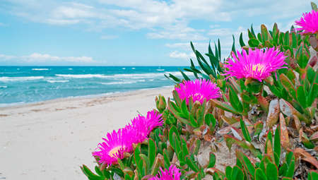 Hottentots Fig flowers on a dune sand in Sardiniaの写真素材