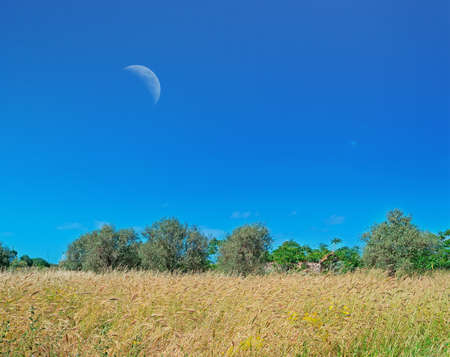 yellow  spike field under a huge moonの写真素材