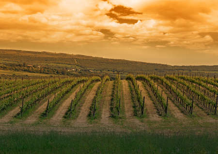 green vineyard under a cloudy sky at sunsetの写真素材