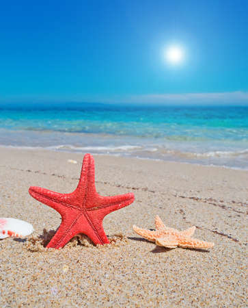 starfish and turquoise water in sardinia の写真素材