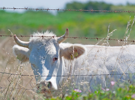 white cow and barbed wireの写真素材