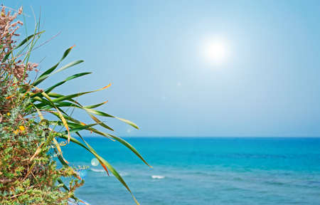 close up of a succulent palnt by the sea in Sardiniaの写真素材