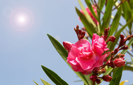 close up of a red oleander