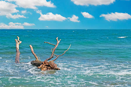 trunk in the water, and clouds in the skyの写真素材