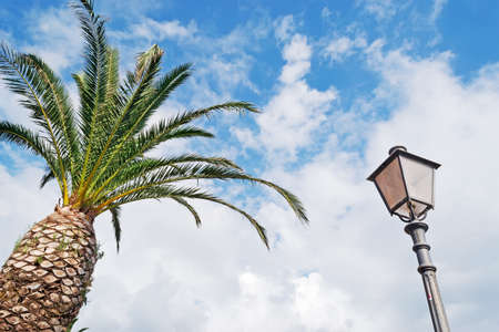 palm tree and street lamp under a cloudy skyの写真素材