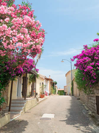 colorful oleanders by the road in San Pantaleo, Sardiniaの写真素材