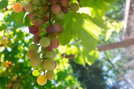 bunch of green grape  in backlight