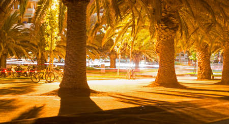 nightly view of Alghero seafront with palm trees and light trailsの写真素材