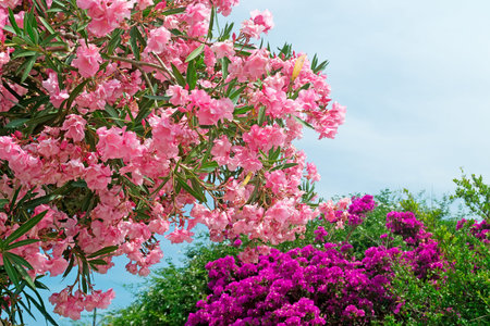 pink oleanders with purple flowers on the background