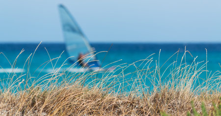 dry grass by the shore with a windsurfer on the backgroundの写真素材