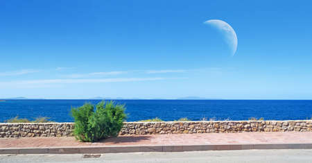 bush in the seaside under a huge moonの写真素材