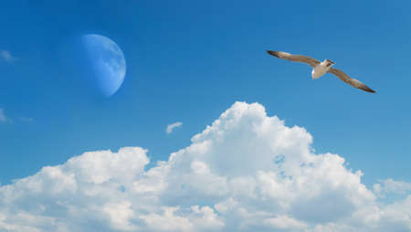 seagull flying under a huge moonの写真素材
