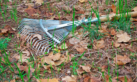 metal rake and yellow leaves on the ground