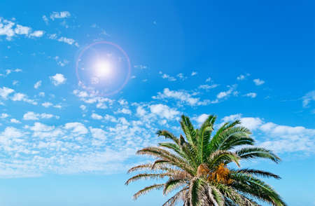 palm tree under a shining sunの写真素材