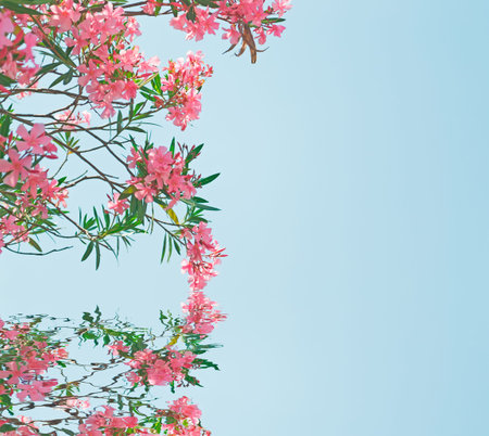 pink oleanders reflected in the water