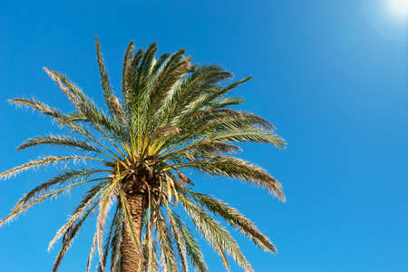 Palm tree under a bright sunの写真素材