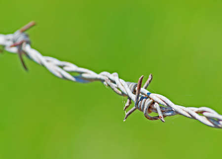 barb wire on green backgroundの写真素材