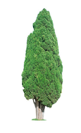 cypress tree isolated on white backgroundの写真素材