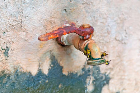 wasps on an old spigotの写真素材