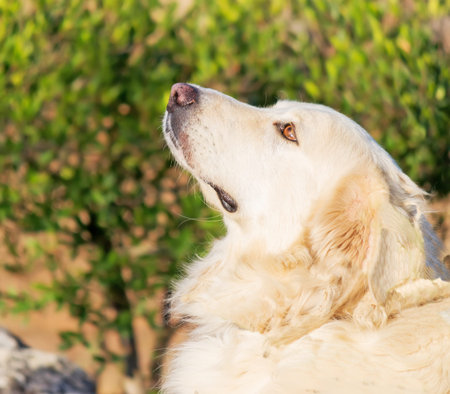 portrait of a white dog in the park 