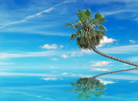 palm tree reflected in the waterの写真素材