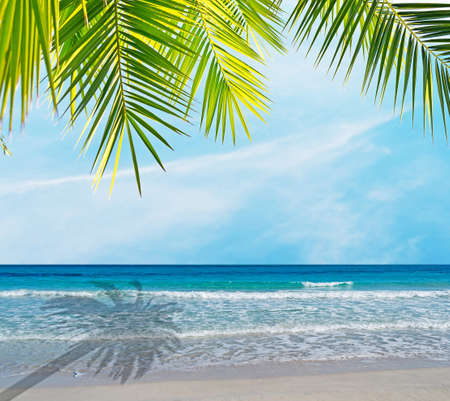 palm branch and shadow on a topical beachの写真素材