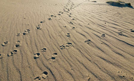 footsteps in the sand at duskの写真素材