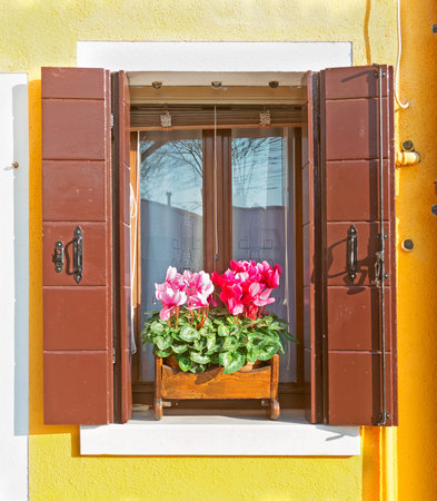 wooden window in a yellow wall with cyclamens