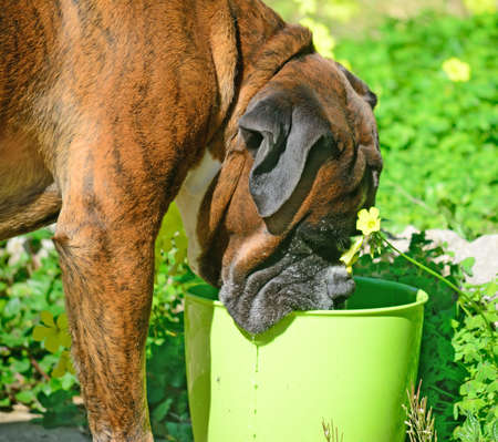 boxer drinking in the gardenの写真素材
