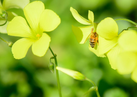 close up of a bee in a yellow flower