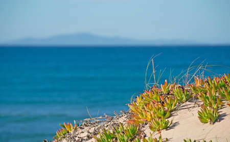 karkalla by the Platamona sea, Sardiniaの写真素材