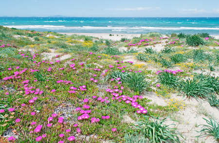 pink flowers in Platamona beach on a spring dayの写真素材